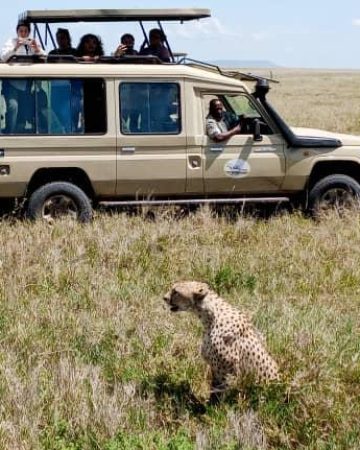 Guided Game Drive