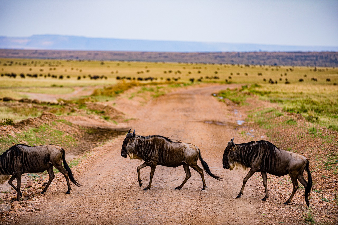 wildebeest, mammals, animals