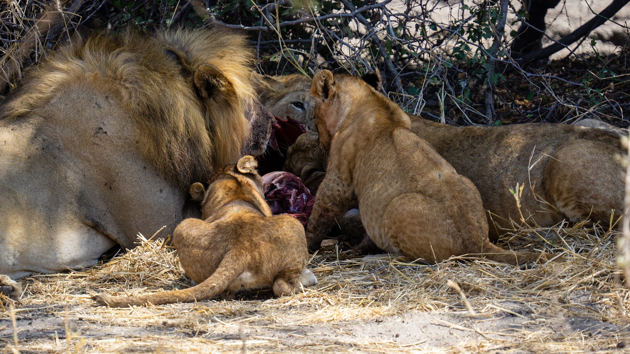 lion, family, hunting