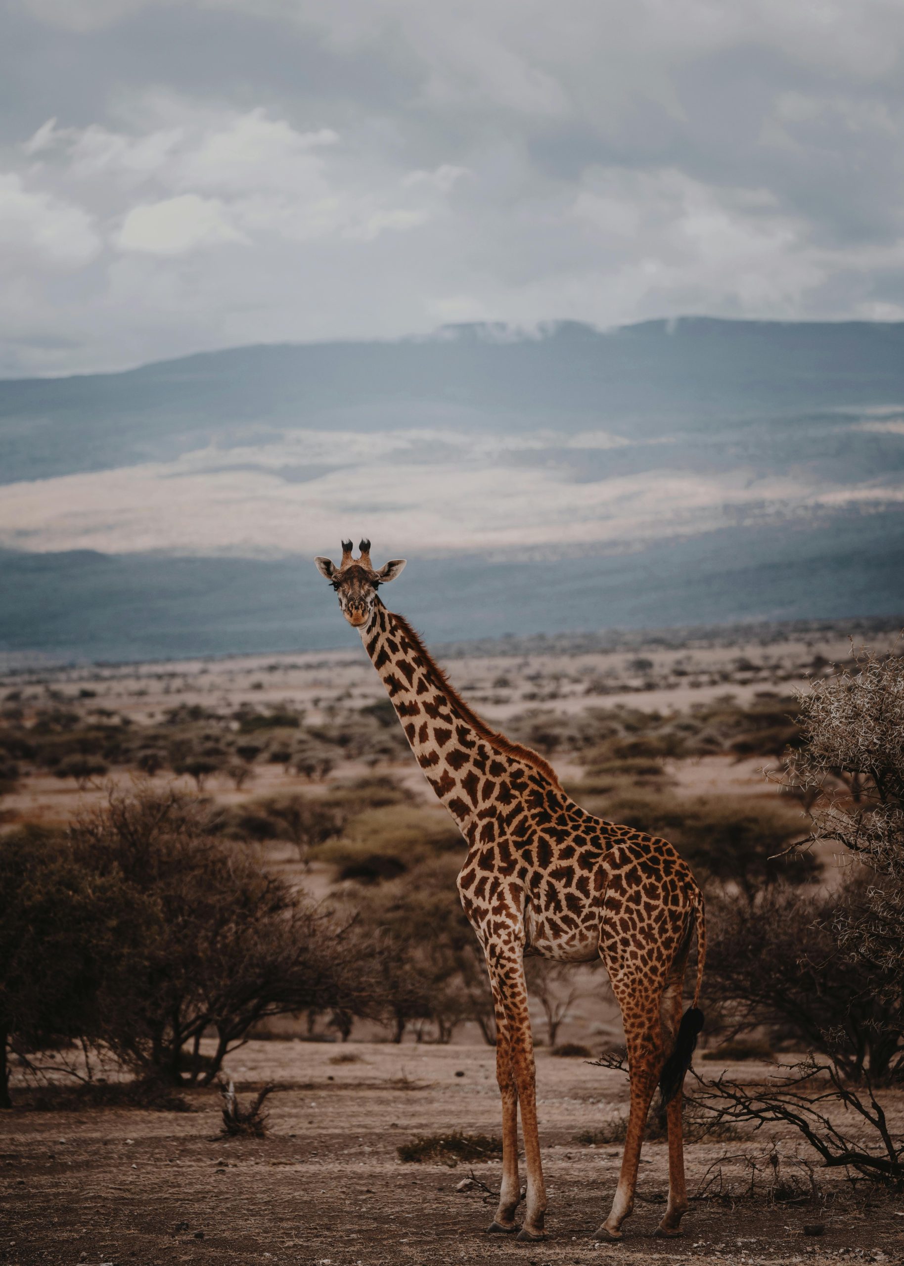 Brown Giraffe Standing on Brown Field