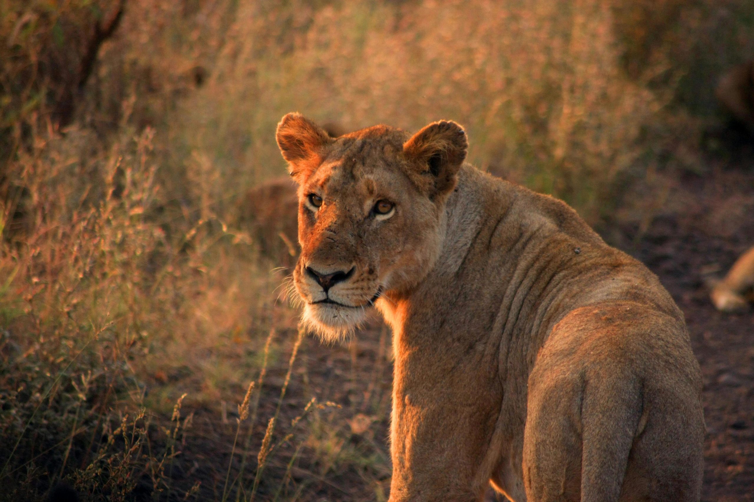 Brown Lion on Grass Field